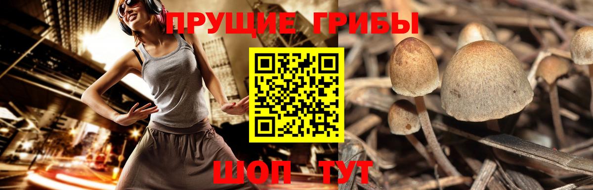 Псилоцибиновые грибы мухоморы  Вход с VPN  Верхняя Пышма  Галлюциногенные грибы Psilocybe 
